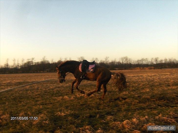 Anden særlig race ascana billede 19