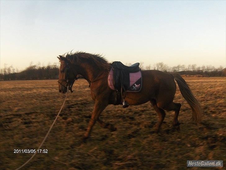 Anden særlig race ascana billede 20