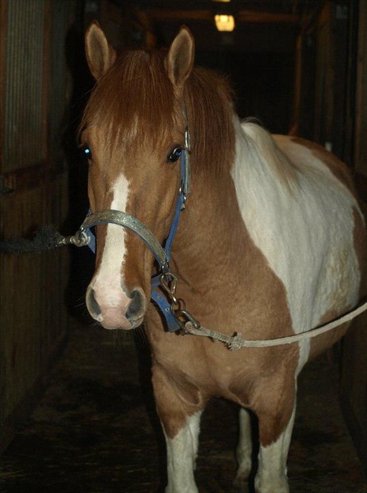 Anden særlig race Canupa ¤ - Velkomme til min profil:) billede 1