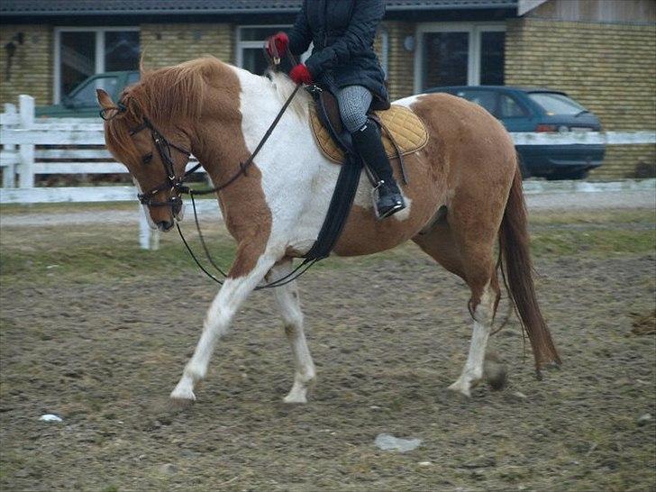 Anden særlig race Canupa ¤ - Min kommende dressur pony hehe:)  billede 2