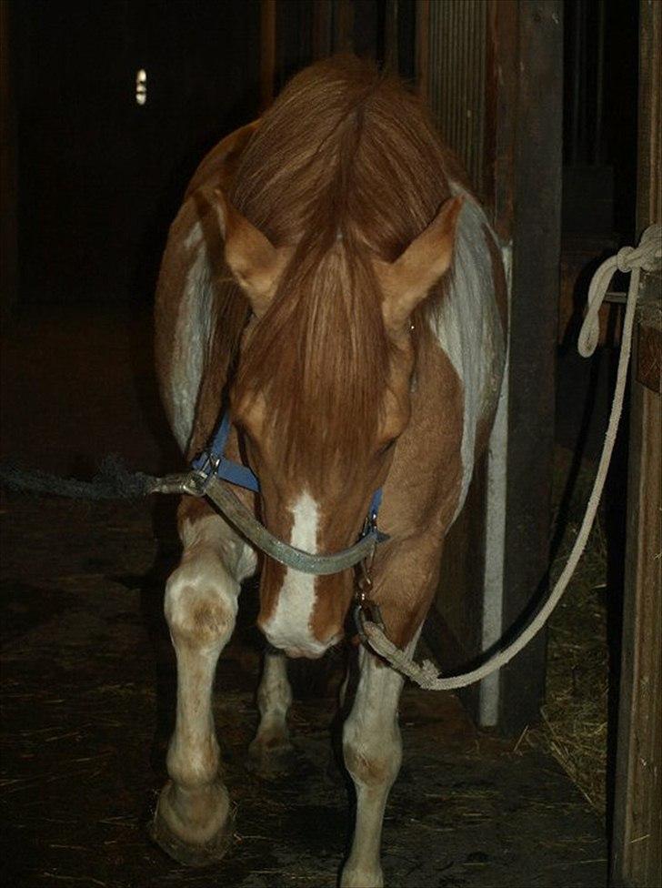 Anden særlig race Canupa ¤ - Se mig:)  billede 3