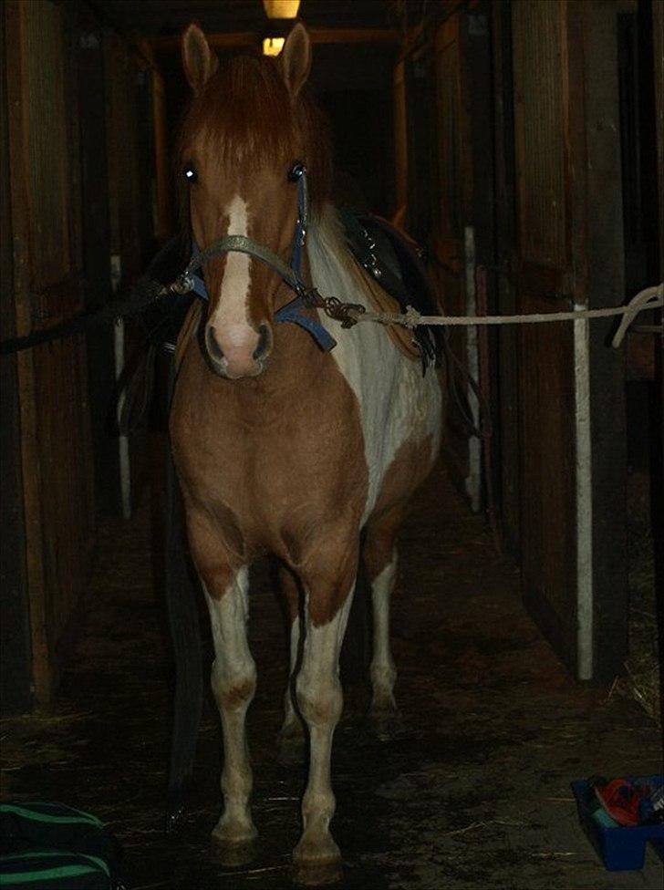 Anden særlig race Canupa ¤ - Han er så glad den dreng:)  billede 4