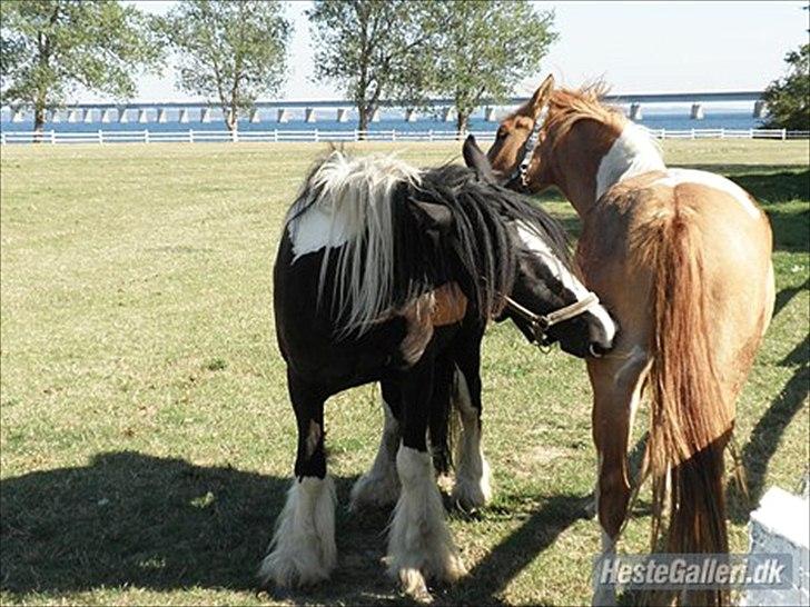 Anden særlig race Canupa ¤ - så skal der gnubbes:) Hans bedste foldkamarat :i billede 5