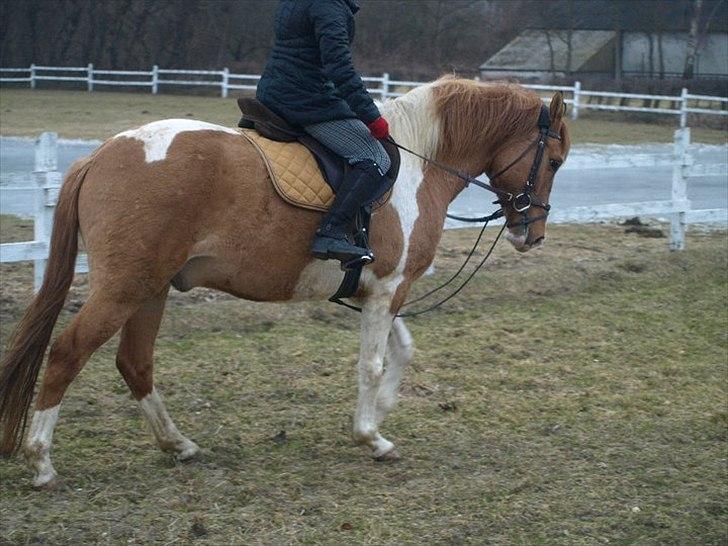 Anden særlig race Canupa ¤ - Ved godt jeg har korte bøjler, men så har jeg nemmere ved at blive siddende:) altså hvis han skulle brokke sig:)  billede 6