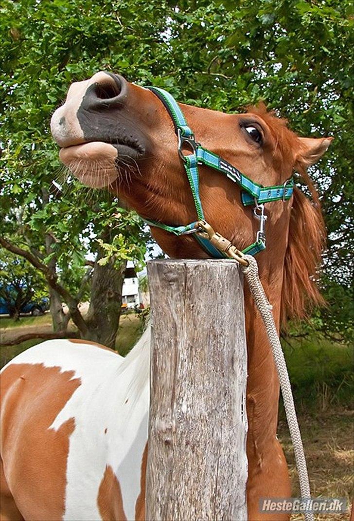 Anden særlig race Canupa ¤ - gnubbe pind:) billede 7