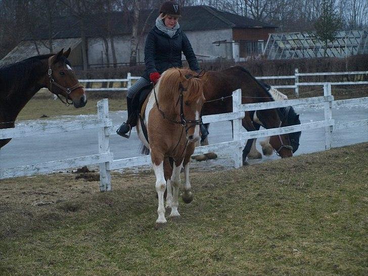 Anden særlig race Canupa ¤ - men dygtige dreng:) billede 8