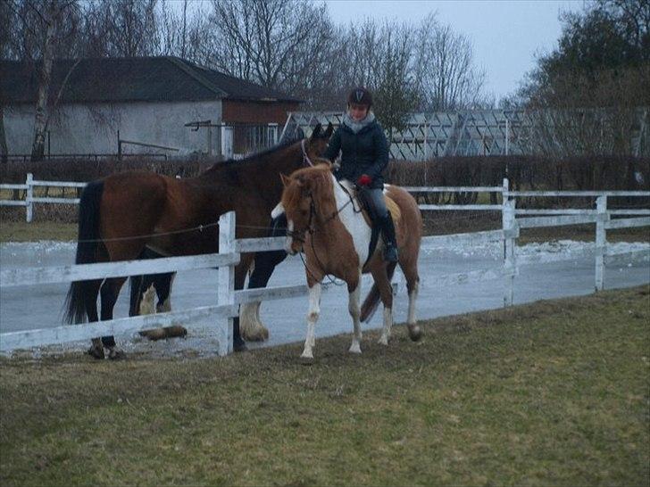 Anden særlig race Canupa ¤ - Han kan jo godt, den lille dreng:) billede 9