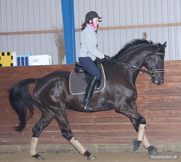 Trakehner  Izzo (1220) af Gadebjerg - <3 billede 2