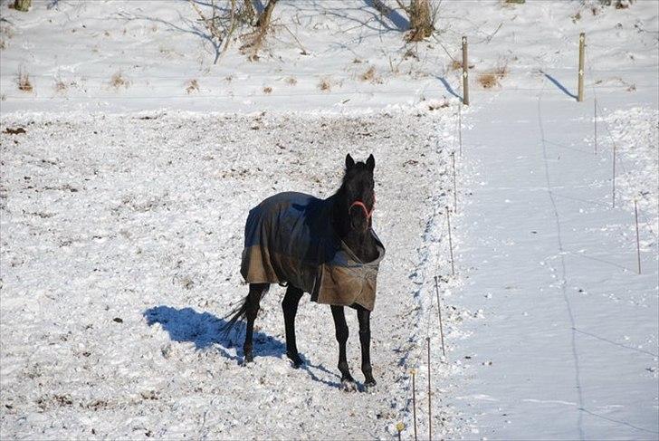 Trakehner  Izzo (1220) af Gadebjerg - <3 billede 5