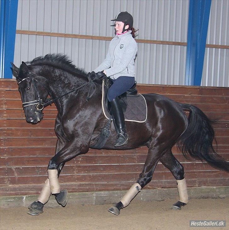 Trakehner  Izzo (1220) af Gadebjerg - <3 billede 7