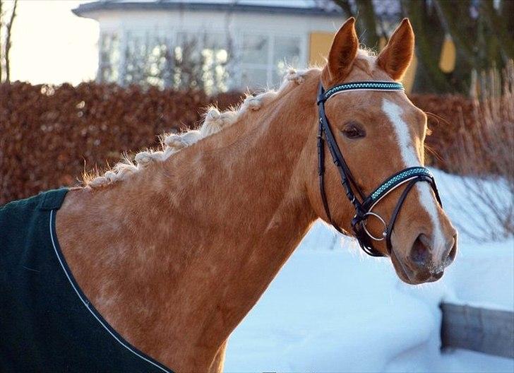 Tysk Varmblod Skovgårdens Blue Surprise *Solgt* billede 4