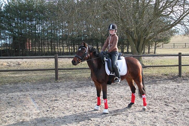 DSP Nørlunds Magic Boy billede 13