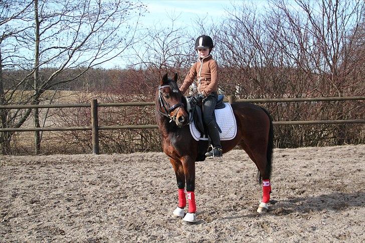 DSP Nørlunds Magic Boy billede 14