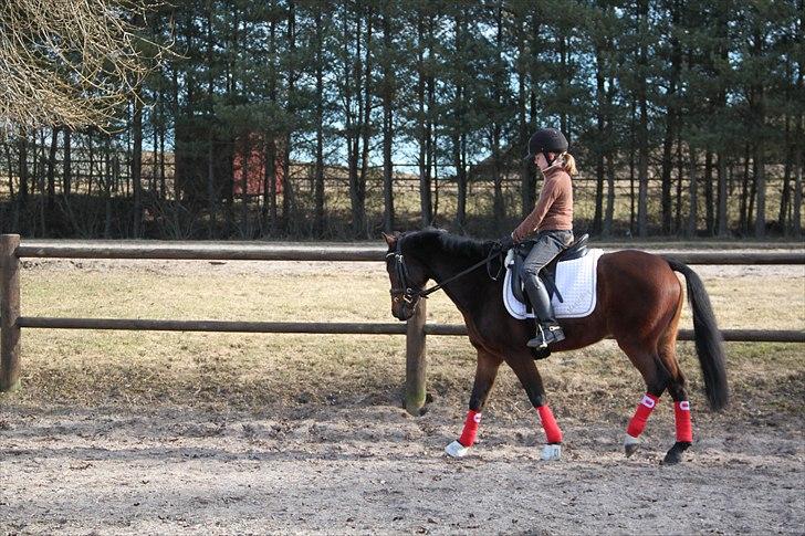 DSP Nørlunds Magic Boy billede 15