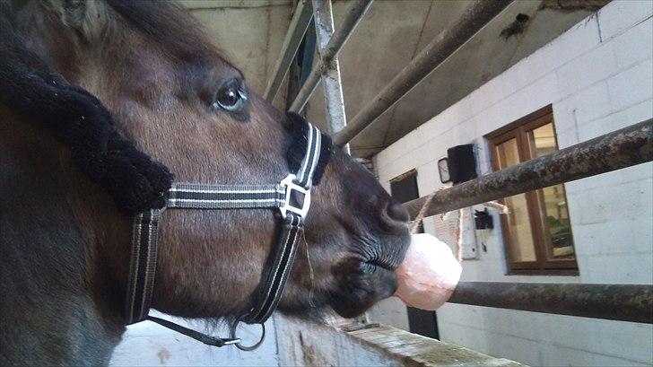 Konik Polski | Konik - Saltsten! (: Koniks nye kærste, desværre kom han til at bide i den, så den gik i stykker :(
Foto: mig m. mobilkamera billede 15