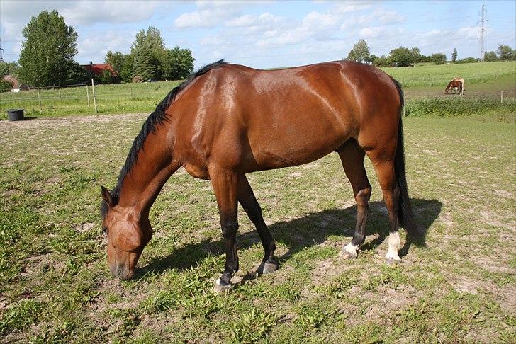 Traver Gismo Silk billede 11