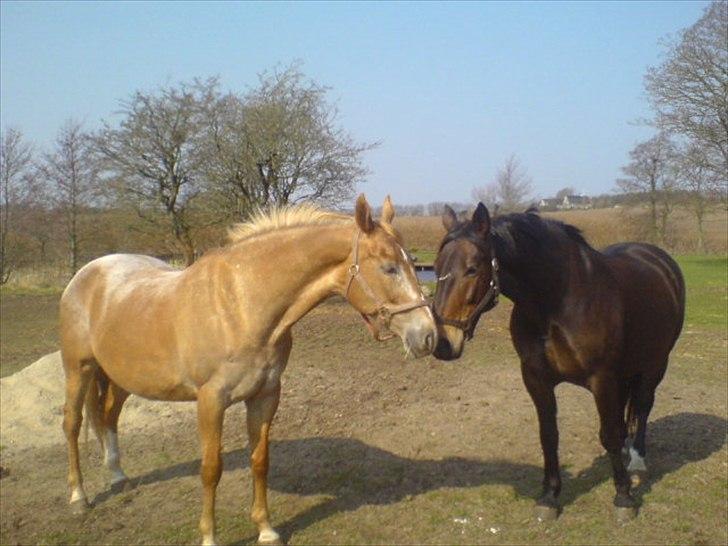 Oldenborg Chess A.K.A Gonzo - Kenzo og Gonzo da Kenzo levede :) billede 19