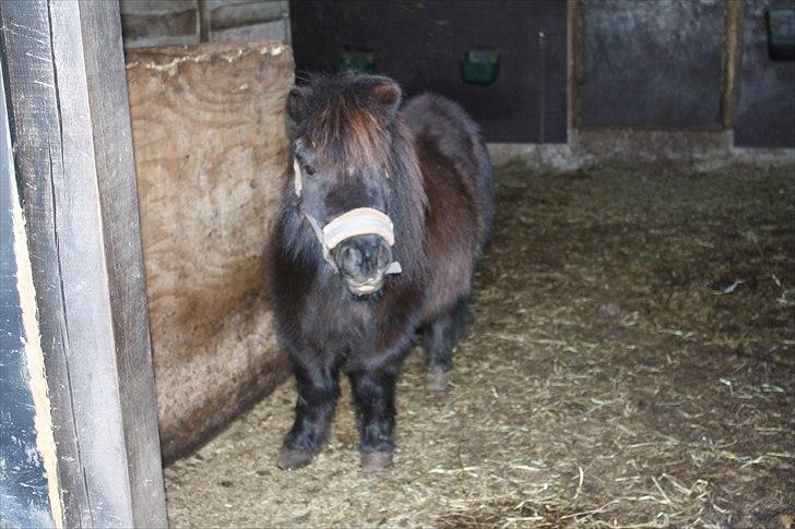 Shetlænder miss pinky - min lille pige <3 billede 17