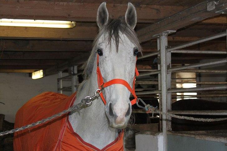 Oldenborg Allegårdens Balou billede 1