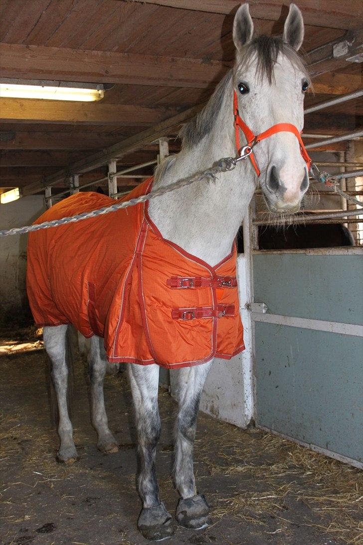 Oldenborg Allegårdens Balou billede 2