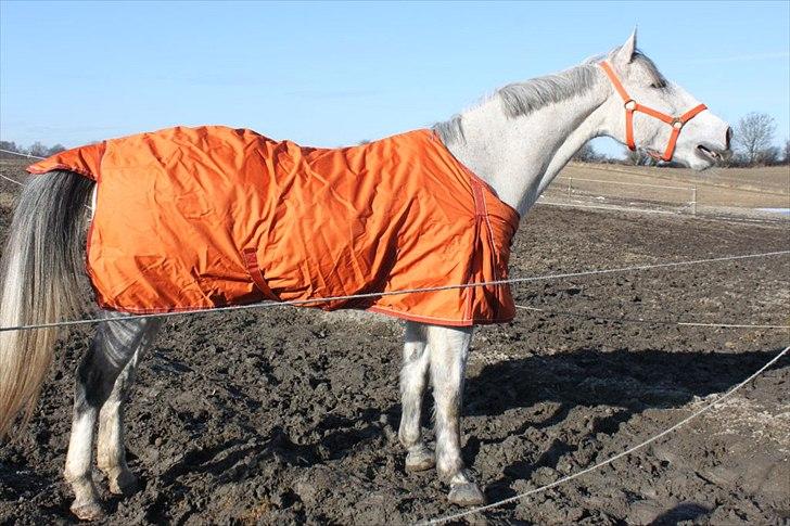Oldenborg Allegårdens Balou billede 3