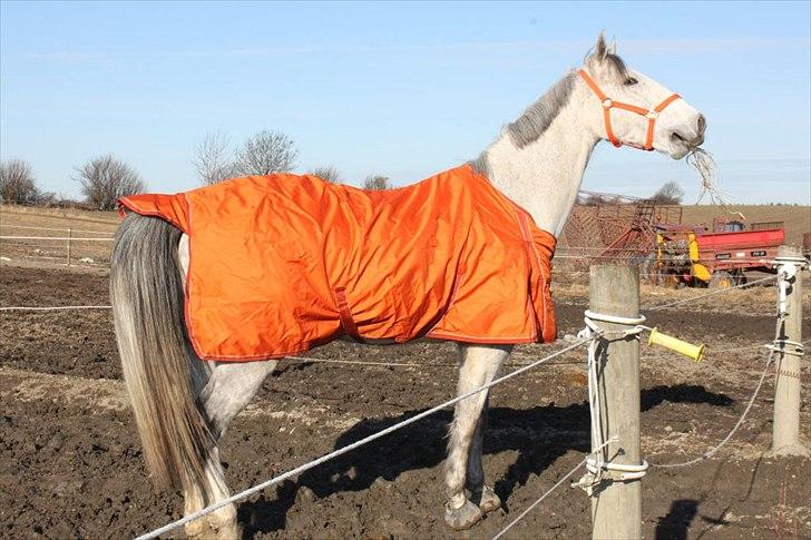 Oldenborg Allegårdens Balou billede 4