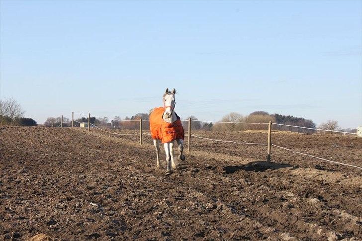 Oldenborg Allegårdens Balou billede 5