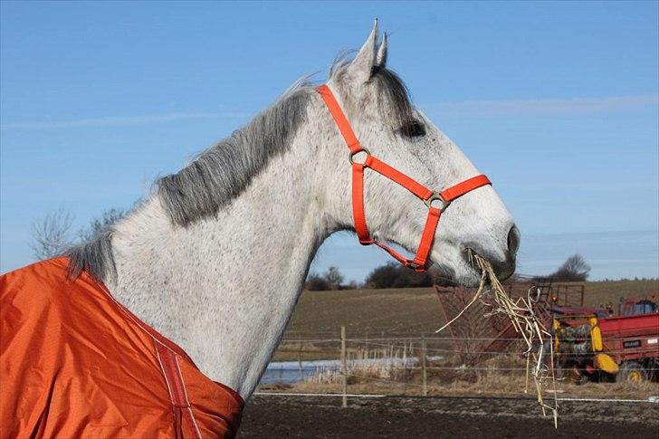 Oldenborg Allegårdens Balou billede 6