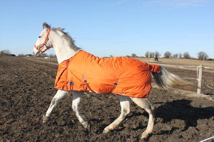 Oldenborg Allegårdens Balou billede 7