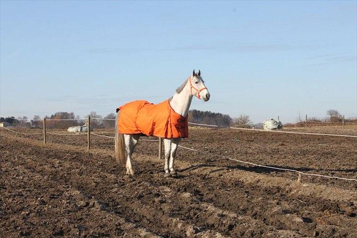 Oldenborg Allegårdens Balou billede 8