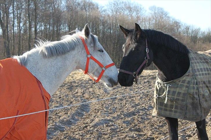 Oldenborg Allegårdens Balou billede 9
