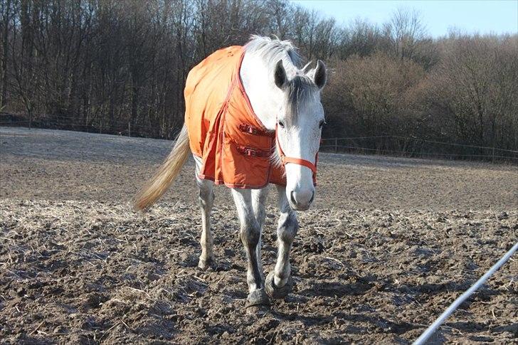 Oldenborg Allegårdens Balou billede 10