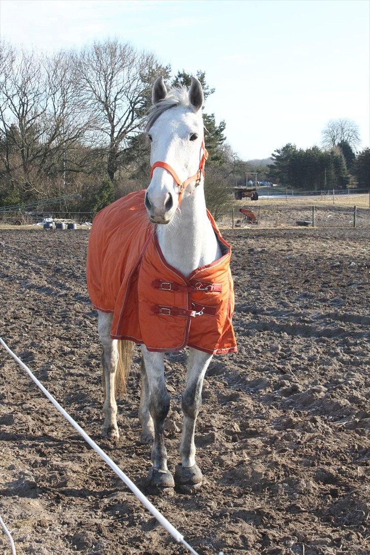Oldenborg Allegårdens Balou billede 11