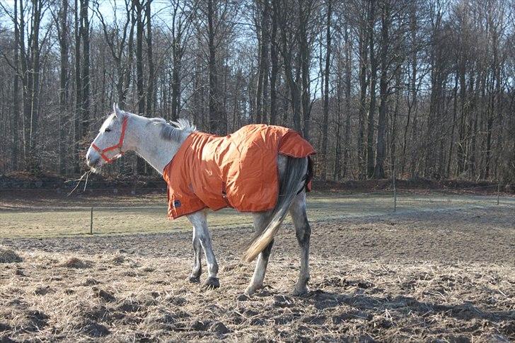 Oldenborg Allegårdens Balou billede 12