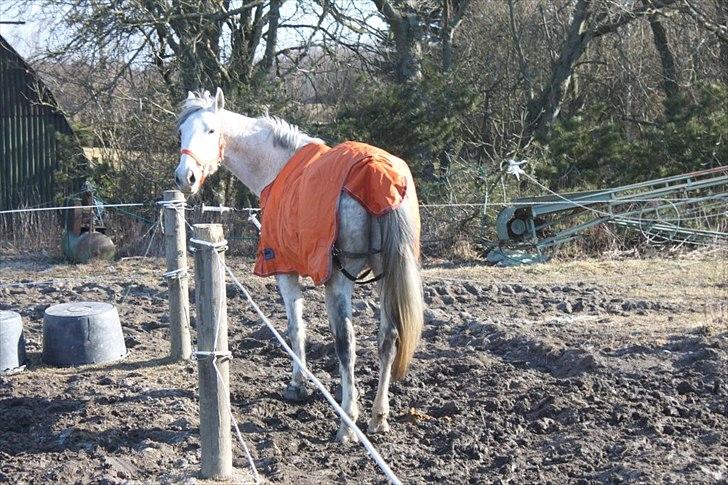 Oldenborg Allegårdens Balou billede 13