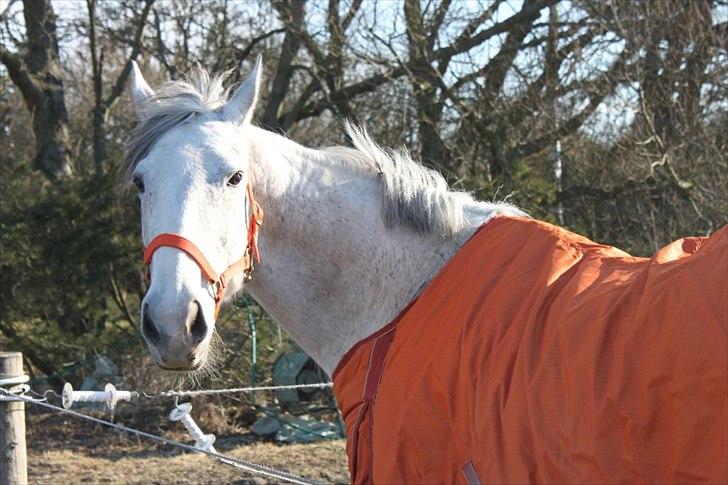 Oldenborg Allegårdens Balou billede 14