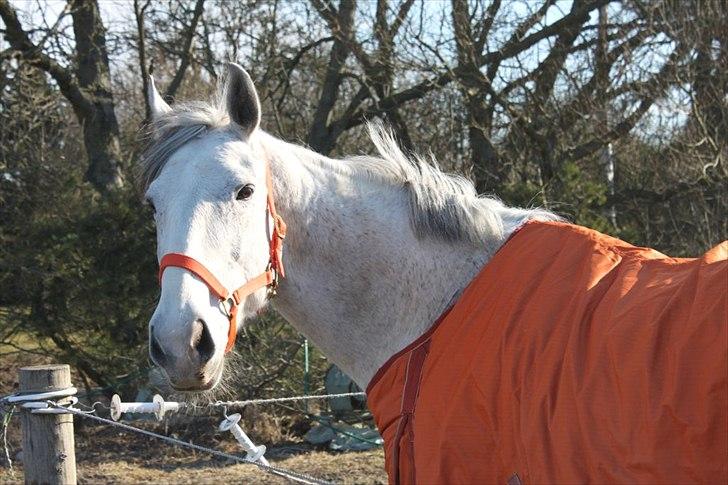 Oldenborg Allegårdens Balou billede 15