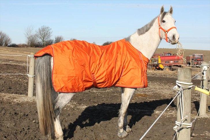 Oldenborg Allegårdens Balou billede 16