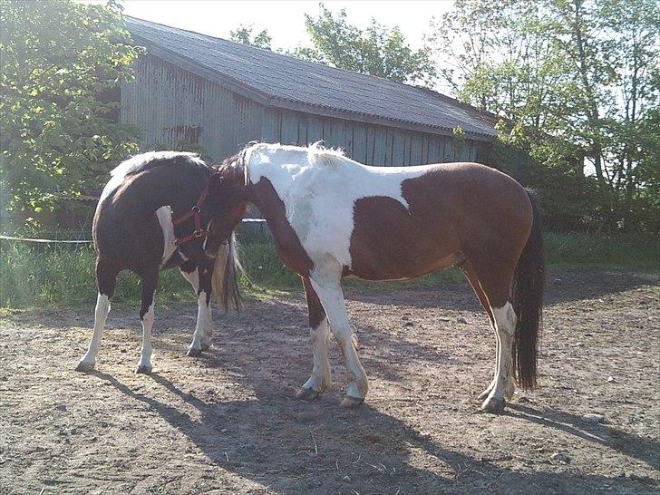 Anden særlig race Bommerlunds Streetboy billede 6