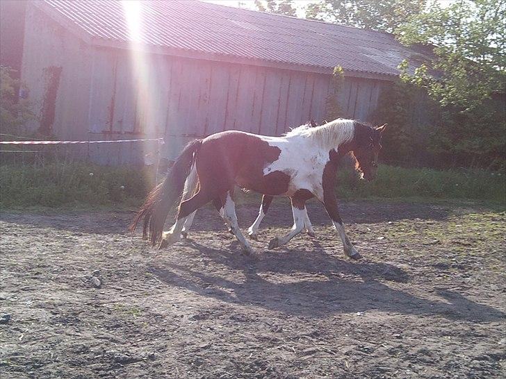 Anden særlig race Bommerlunds Streetboy billede 7