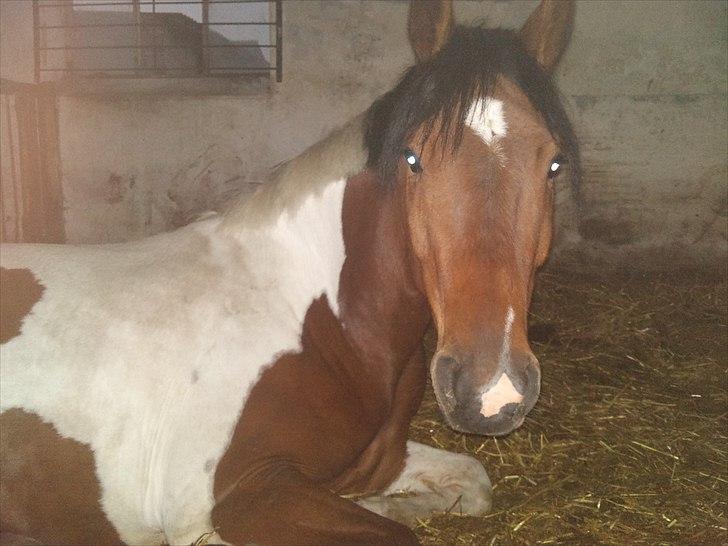 Anden særlig race Bommerlunds Streetboy billede 8