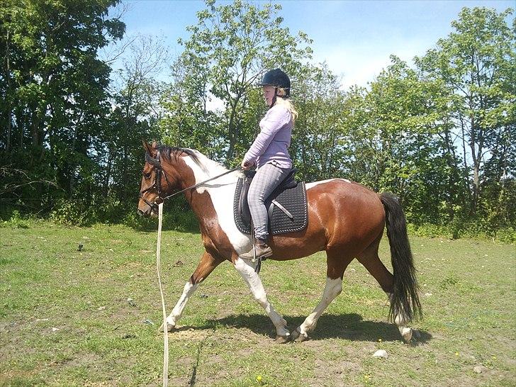 Anden særlig race Bommerlunds Streetboy - vi kunne have oplevet så meget sammen <3  billede 9