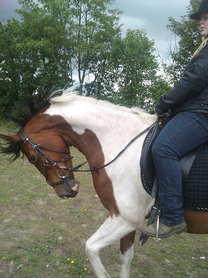 Anden særlig race Bommerlunds Streetboy - øver sig i at gå til biddet billede 10