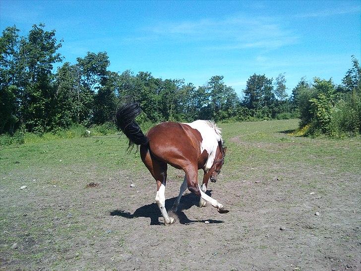 Anden særlig race Bommerlunds Streetboy - grunden til at han blvier kaldt streetboy :D  billede 11