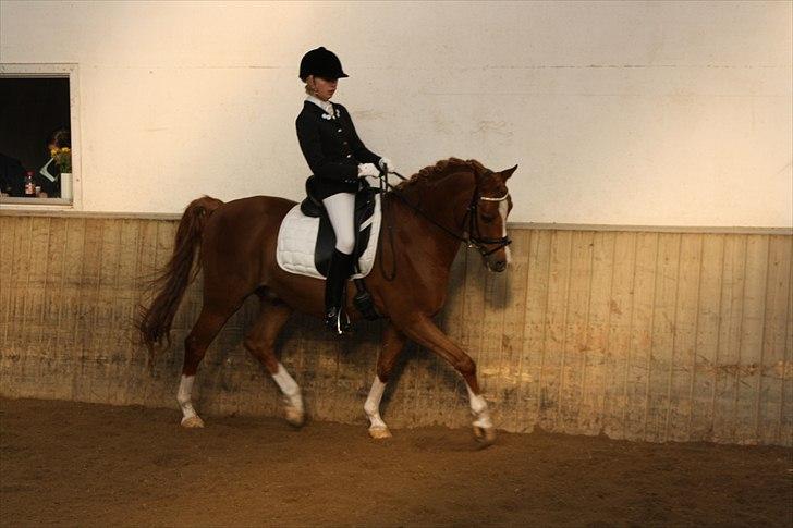 Anden særlig race Bastian • B-pony - KBH-mesterskaberne. Foto: mor  billede 11