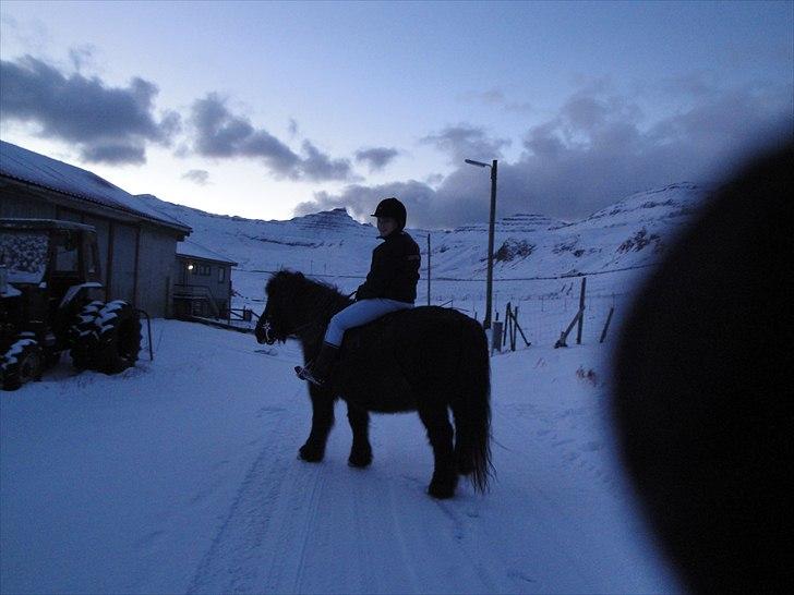 Færøsk hest sylvi - Ridetur i sneen, men hacamoret for første gang billede 8