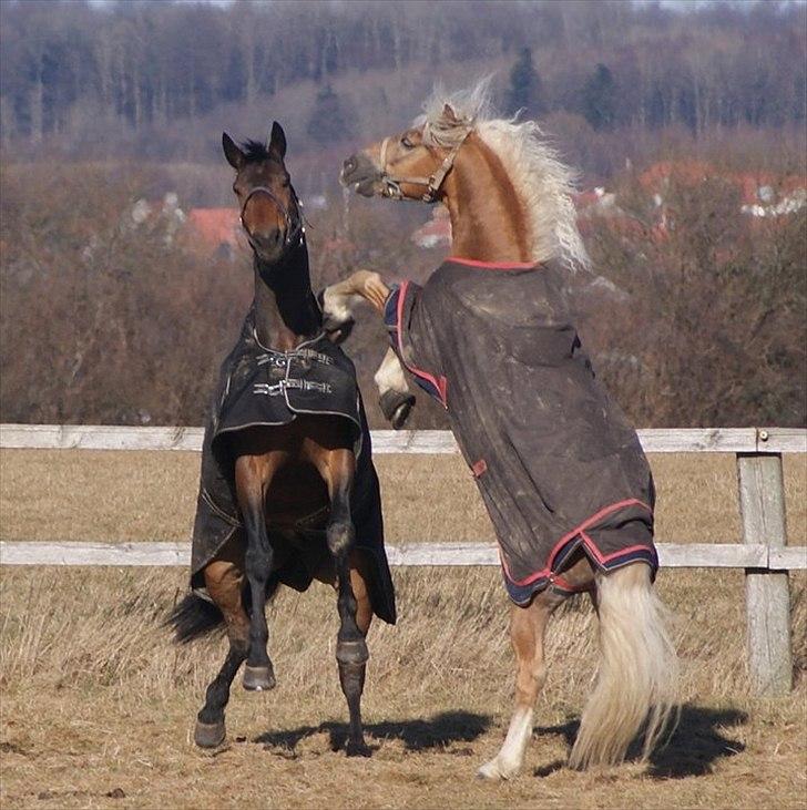 Holstener I Love You II billede 9