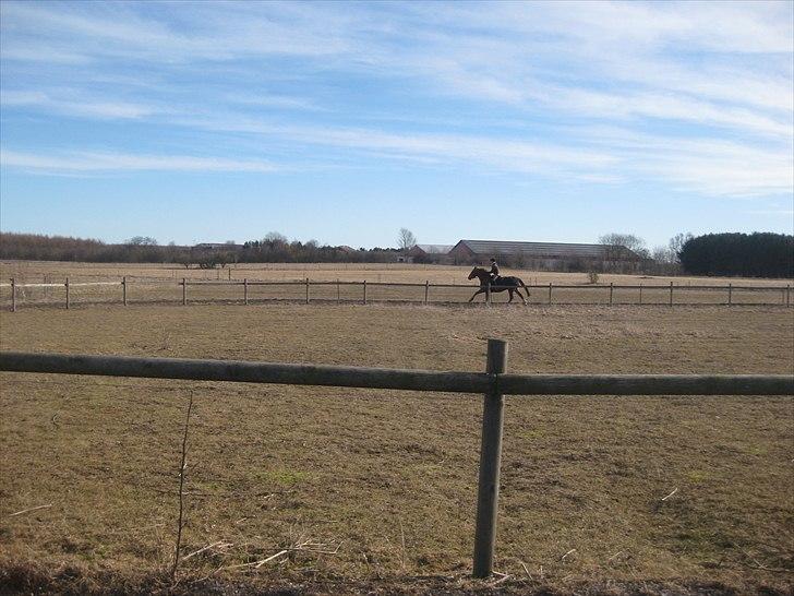 Frederiksborg Rubin [Himmelhest] - 20: Marts 2011 billede 20