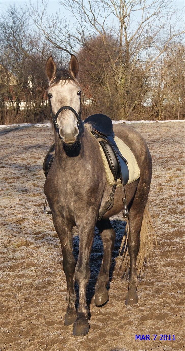 Anden særlig race Mosegaards Cayenne billede 8