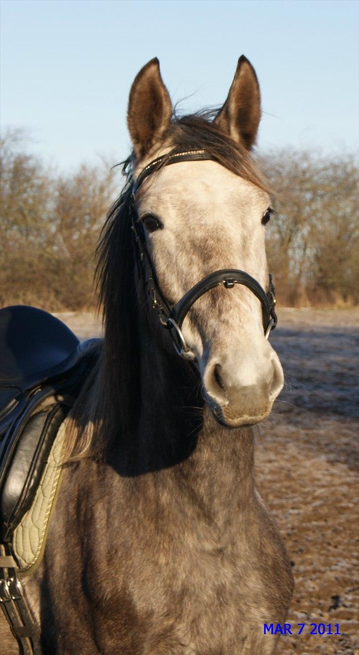Anden særlig race Mosegaards Cayenne billede 9